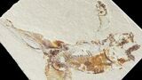 Bargain, Cretaceous Fossil Fish (Armigatus) - Lebanon #77119-1